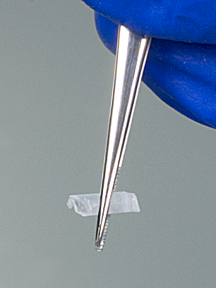 Forceps, stainless steel, sharp, straight