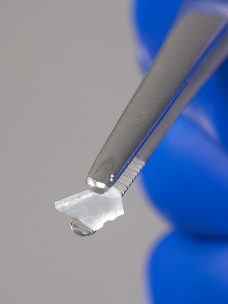 Forceps, stainless steel, blunt, straight